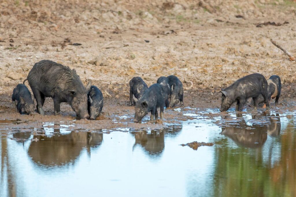 Feral pigs congregating in a dam causing environmental damage in rural NSW