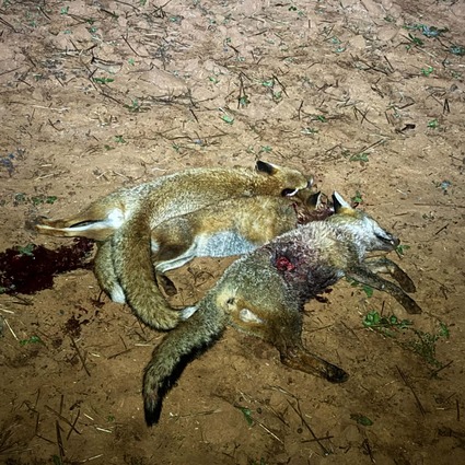 Fox management results following coordinated pest control program