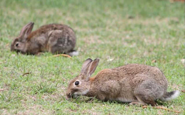 his image shows several rabbits feeding in an open field on a rural NSW property. Rabbits are a significant agricultural pest, contributing to soil erosion, pasture loss, and reduced crop productivity. Their presence in paddocks highlights the need for effective vertebrate pest‑management strategies to protect farmland and restore land condition. This image supports educational and operational content related to rural pest control services in the Central West region.