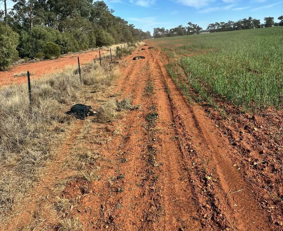 This image shows the outcome of a professional feral pig control operation conducted on a rural NSW property. The carcasses are positioned along a fence line as part of standard rural pest‑management procedures. Effective feral pig control is essential for reducing soil disturbance, protecting crops and livestock, and improving land condition across agricultural regions. The scene reflects lawful, regulated pest‑management practices carried out to support better environmental and economic outcomes for landholders.
